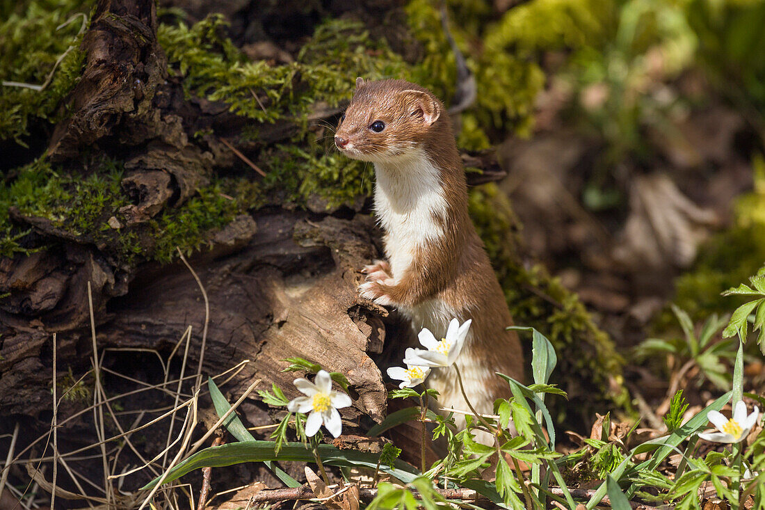 Weasel, Mustela nivalis, Bavaria, Germany