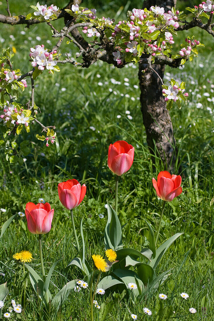 Apfelbaum mit Tulpen im Fruehling, Bayern, Deutschland