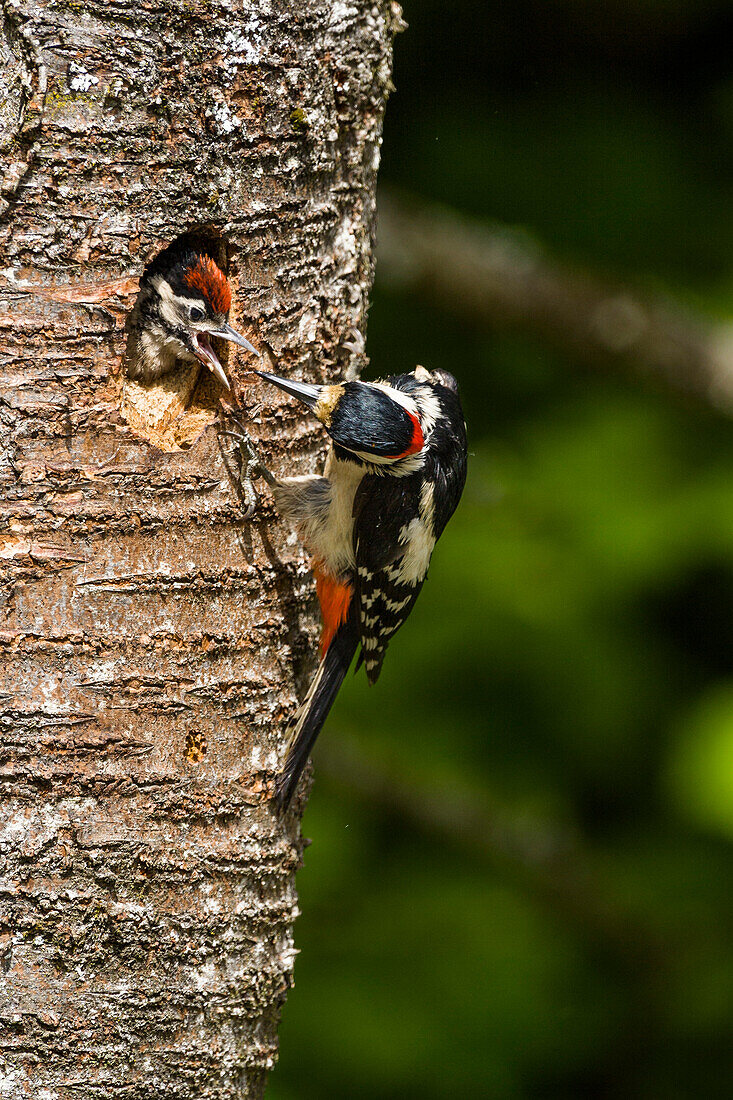 Großer Buntspecht, Männchen füttert Jungvogel in Bruthöhle, Oberbayern, Deutschland