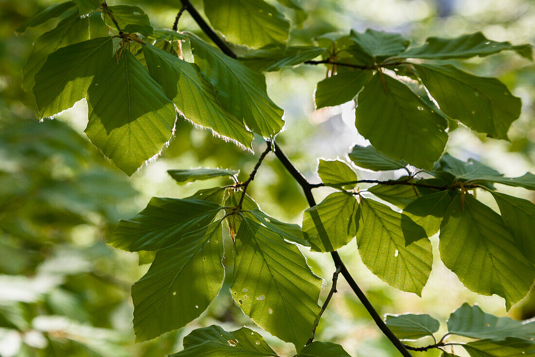 Junges Rotbuchenlaub im Frühling, Fagus sylvatica, Würmtal, Oberbayern, Deutschland, Europa