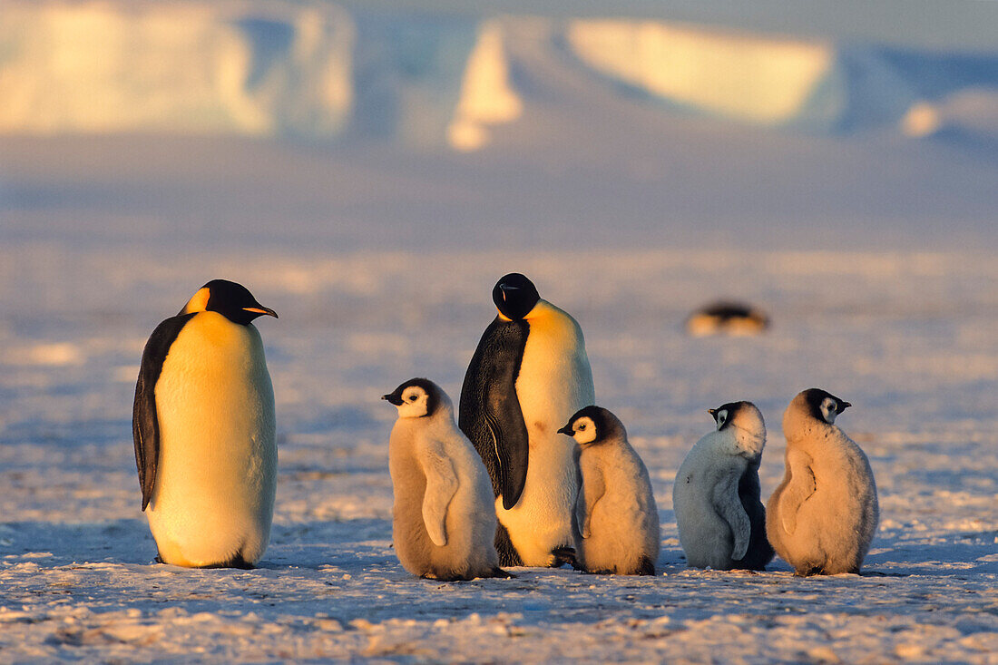 Kaiserpinguine mit Jungen bei Sonnenuntergang, Aptenodytes forsteri, Eisschelf, Weddellmeer, Antarktis