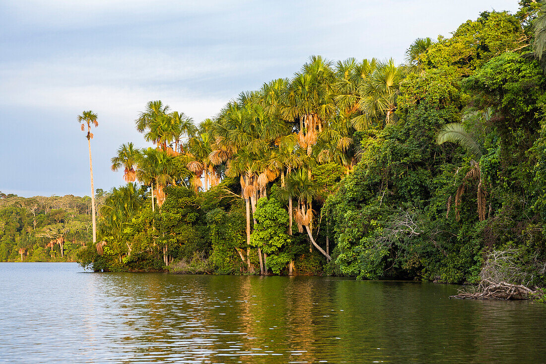 Regenwald am Sandoval Lake, Tambopata Reservat, Peru, Südamerika