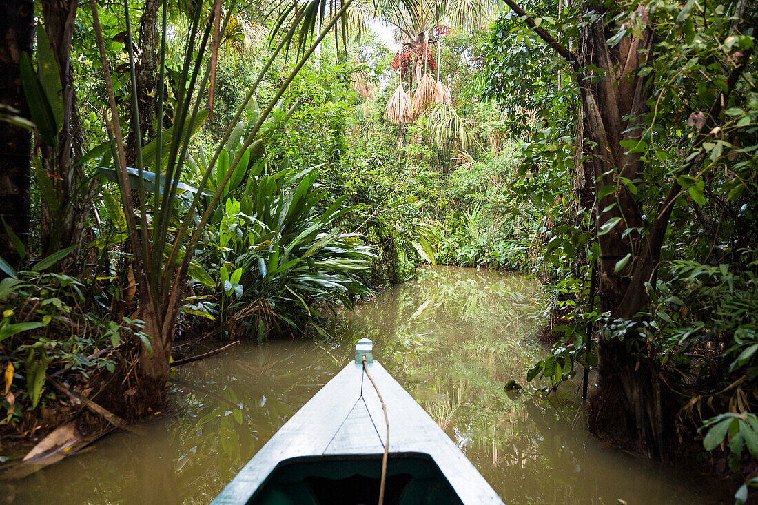 Regenwald am Sandoval Lake, Tambopata Reservat, Peru, Südamerika