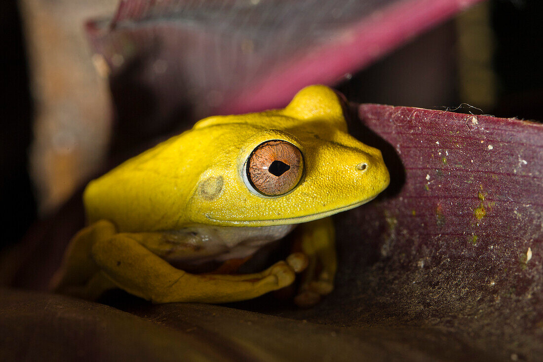 Yellow frog in Rainforest at Tambopata river, Tambopata National Reserve, Peru, South America