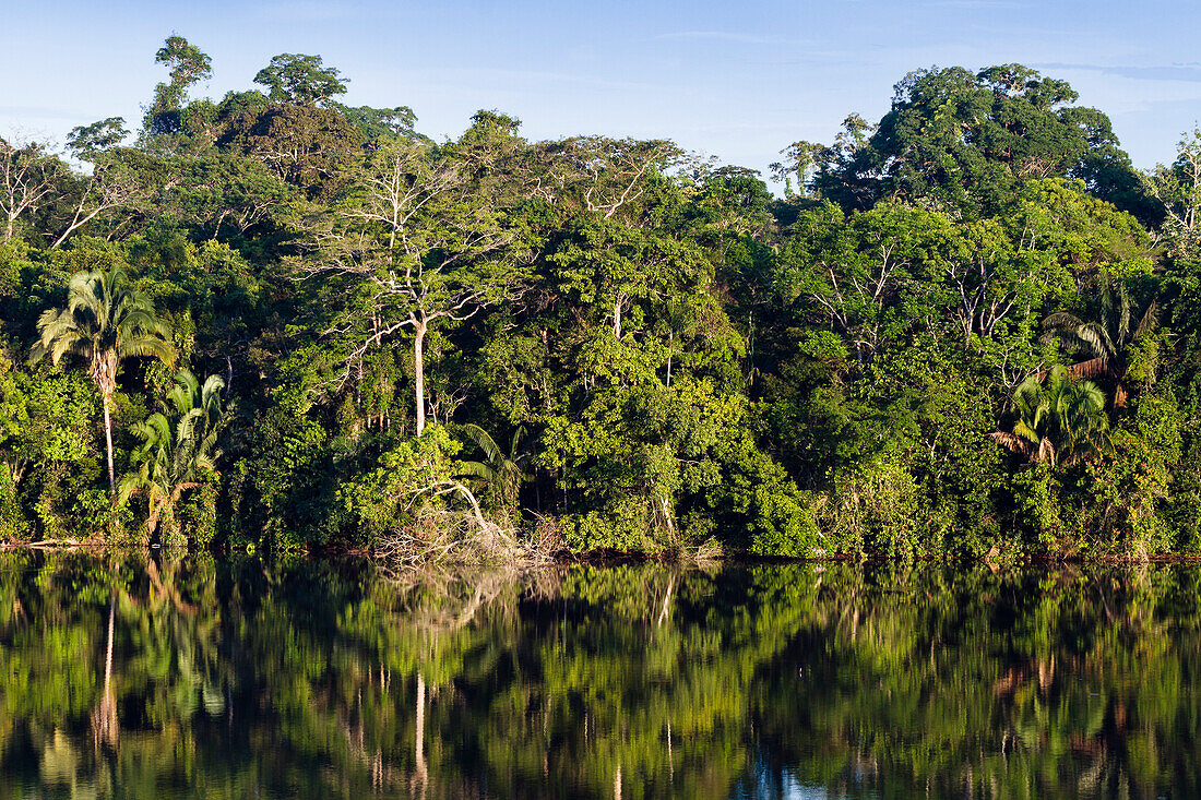 Rainforest at Sandoval Lake, Tambopata National Reserve, Peru, South America