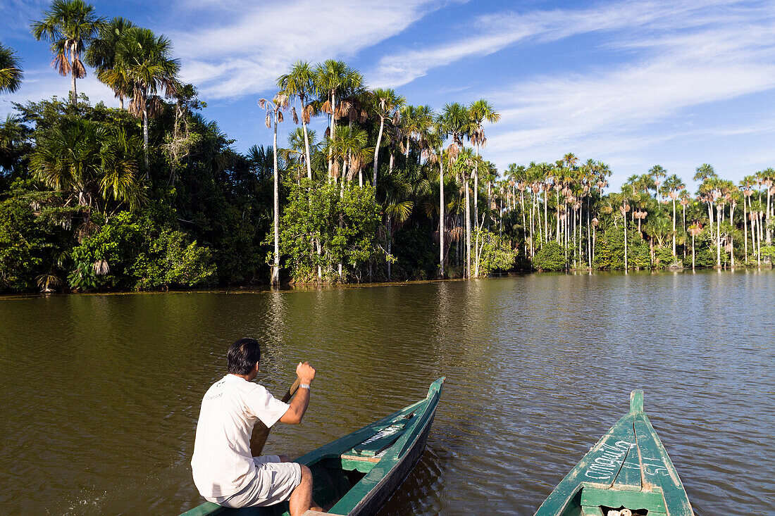 Tourist boat and Mauriti Palm Trees, Buriti, Moriche Palms, at Sandoval Lake, Mauritia flexuosa, Tambopata National Reserve, Peru, South America