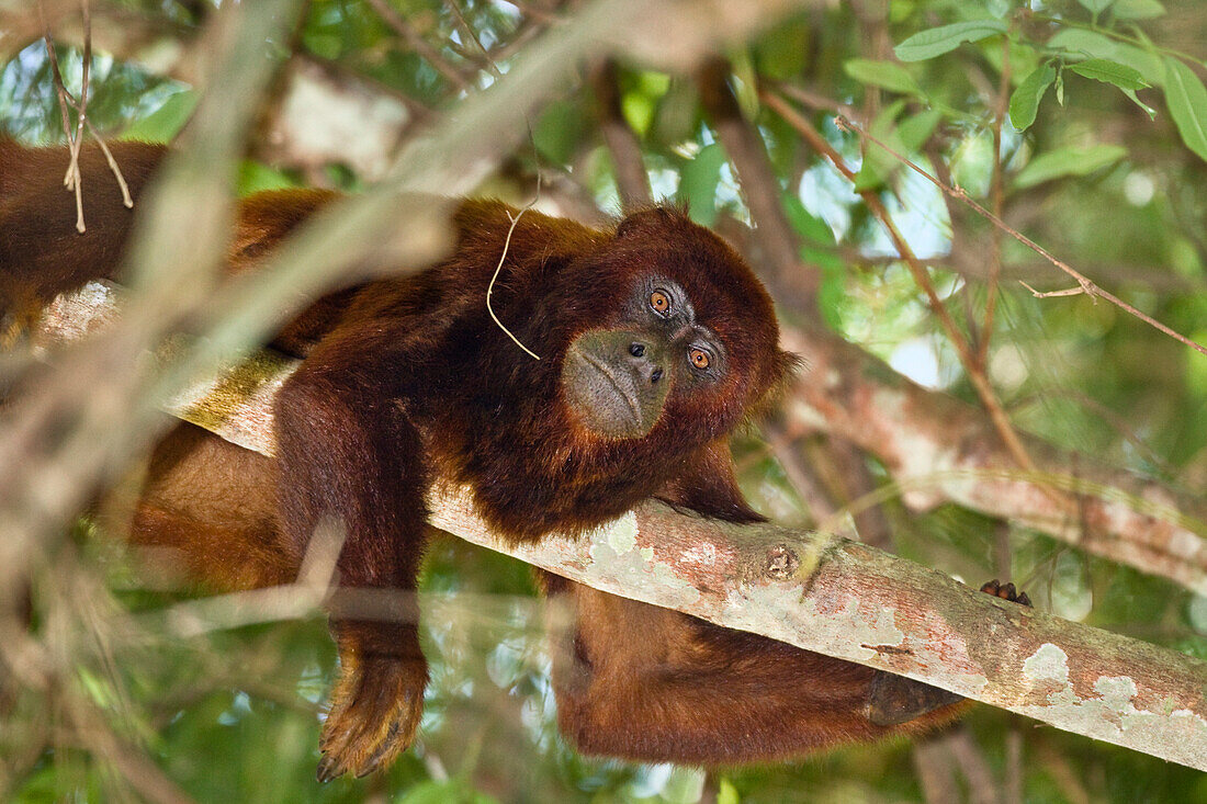 Roter Bruellaffe im Regenwald, Alouatta seniculus, Tambopata Reservat, Peru, Suedamerika
