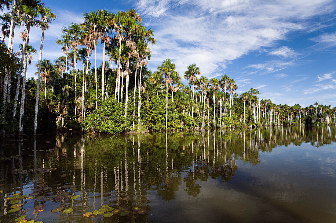 Buriti Palmen am Sandoval Lake, Mauritia flexuosa, Tambopata Reservat, Peru, Südamerika