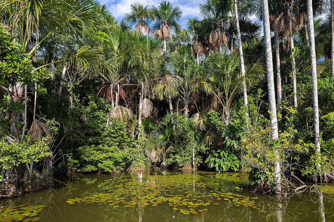 Buriti Palmen am Sandoval Lake, Mauritia flexuosa, Tambopata Reservat, Peru, Südamerika