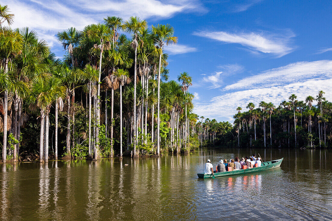 Tourist boat and Mauriti Palm Trees, Buriti, Moriche Palms, at Sandoval Lake, Mauritia flexuosa, Tambopata National Reserve, Peru, South America