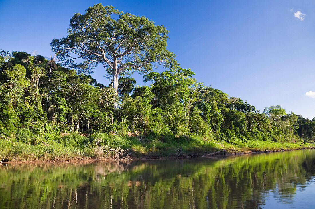 Rainforest at Tambopata river, Tambopata National Reserve, Peru, South America