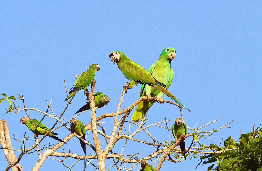 Chestnut-fronted Macaw, Mealy Amazon and Dusky-headed Parakeets, Tambopata Reservat, Peru, South America