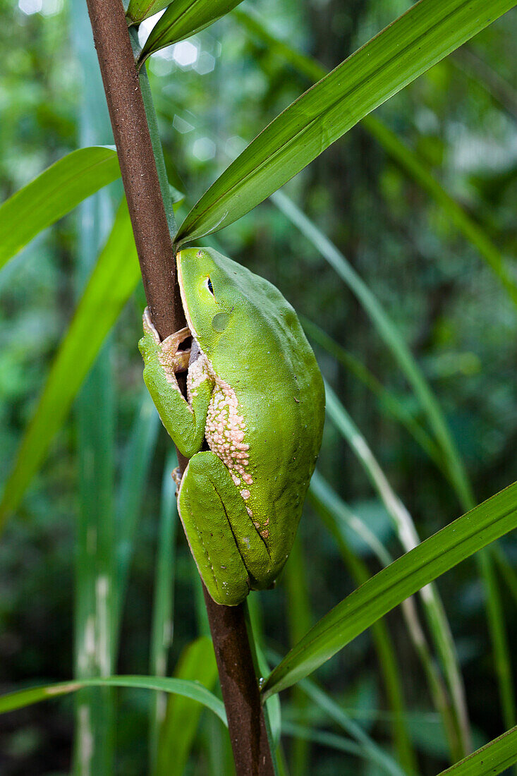Frosch im Regenwald am Tambopata River, Riesenlaubfrosch, Tambopata Reservat, Peru, Südamerika