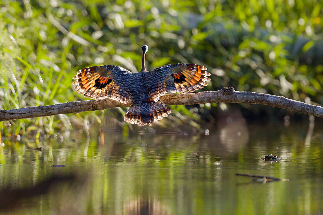 Sonnenralle landet, Eurypyga helias, Tambopata Reservat, Peru, Südamerika