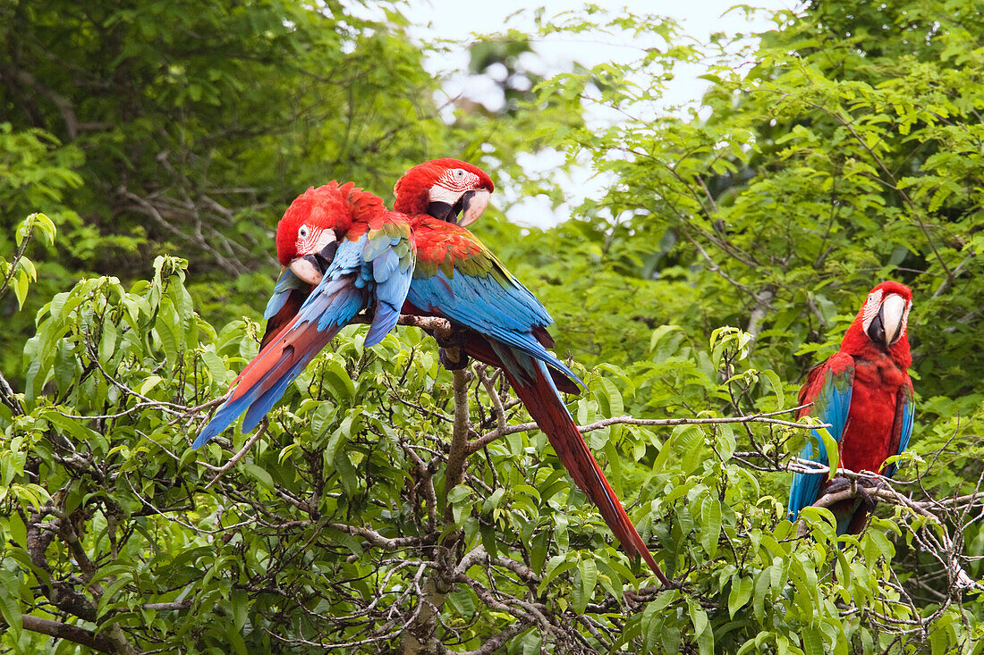 Gruenfluegelaras im Regenwald, Ara chloroptera, Tambopata Reservat, Peru, Südamerika