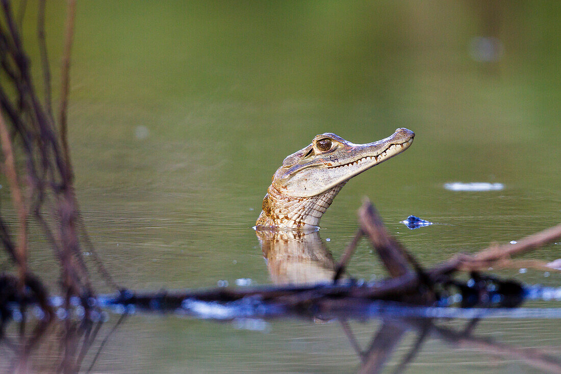 Young Caiman in the Rainforest at Tambopata river, Tambopata National Reserve, Peru, South America