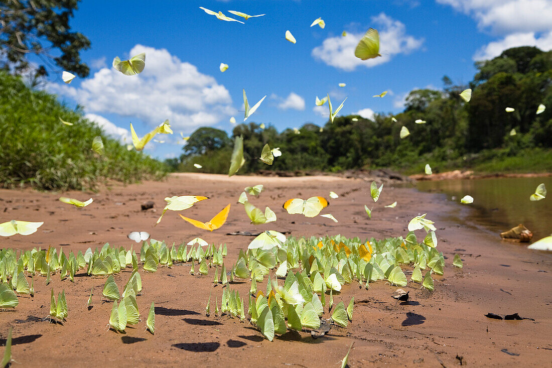 Butterflies in Rainforest at Tambopata river, Tambopata National Reserve, Peru, South America