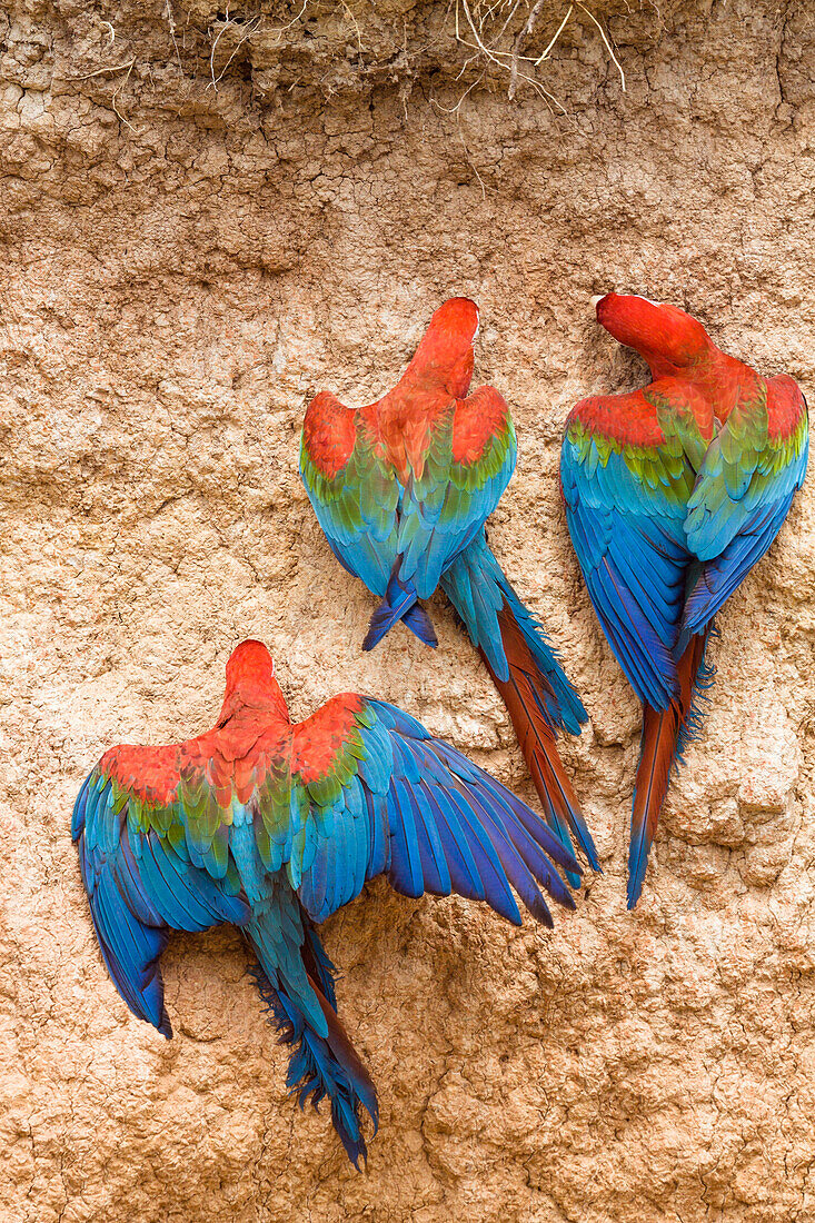 Gruenfluegelaras an Salzlecke im Regenwald, Ara chloroptera, Tambopata Reservat, Peru, Südamerika