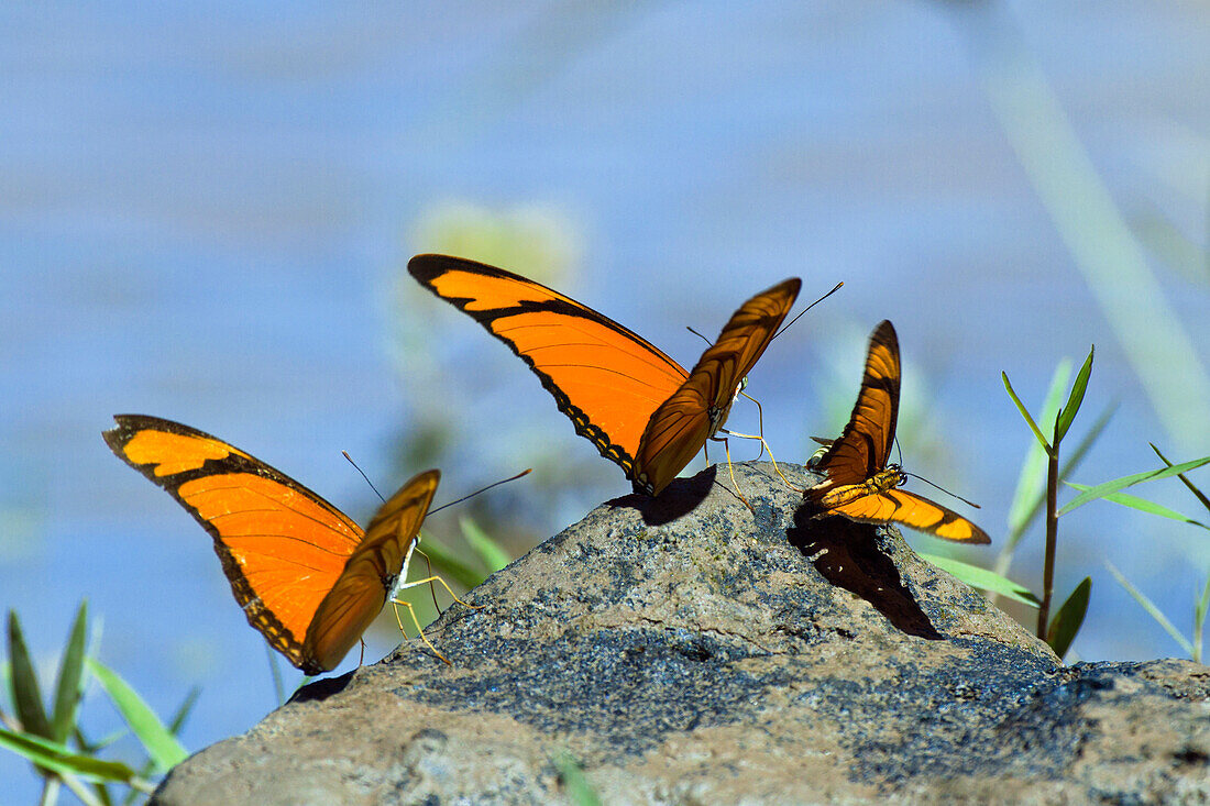 Butterflies in Rainforest at Tambopata river, Dryas iulia, Tambopata National Reserve, Peru, South America