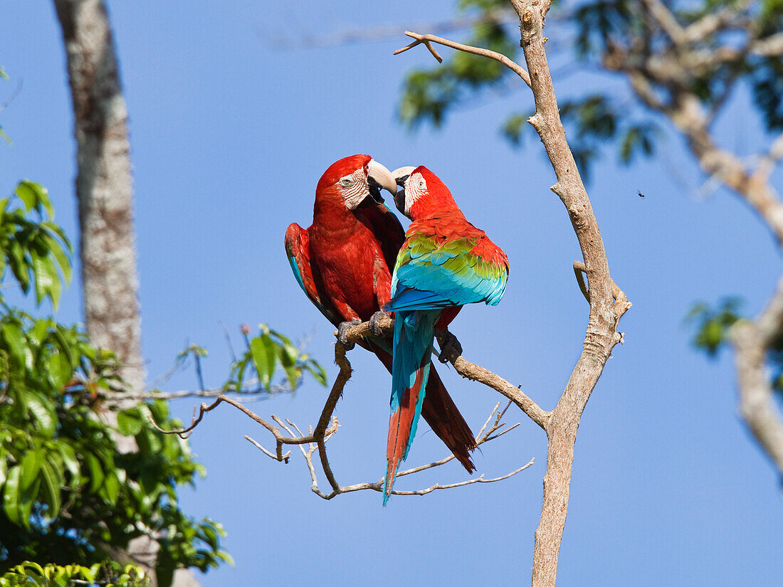 Gruenfluegelaras im Regenwald, Ara chloroptera, Tambopata Reservat, Peru, Südamerika