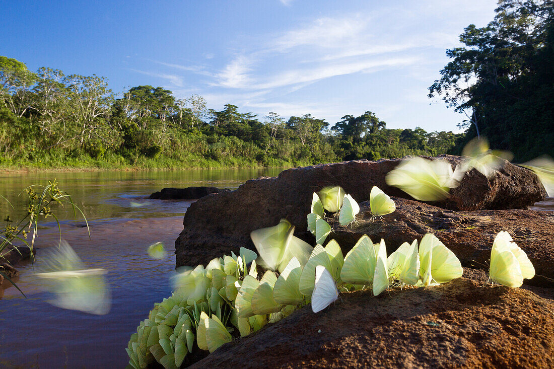 Butterflies in Rainforest at Tambopata river, Phoebis spec., Tambopata National Reserve, Peru, South America