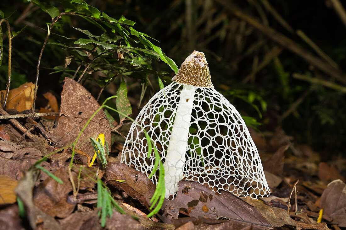 mushroom, Dictyphora indusiata, rainforest, Tambopata Reserve, Peru, South America