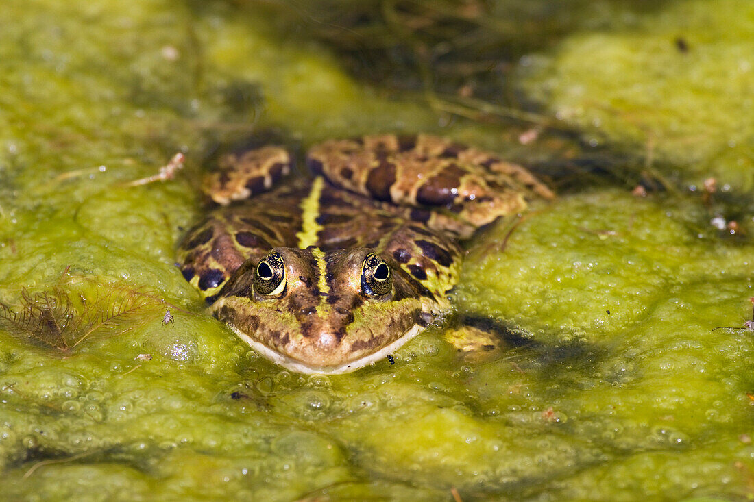 Seefrosch zwischen Algen, Rana ridibunda, Bayern, Deutschland