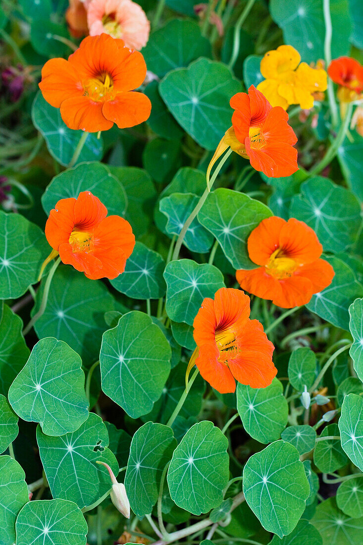 Garden Nasturtium, Tropaeolum majus