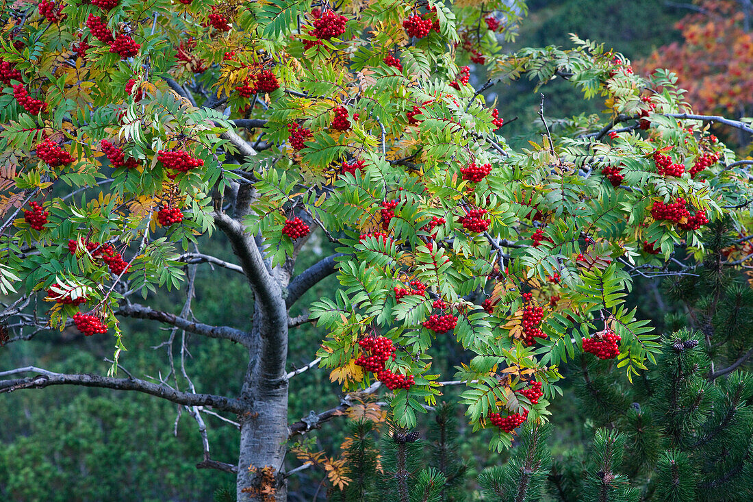 European Mountain Ash in fall, Sorbus aucuparia, Alps, Austria, Europe