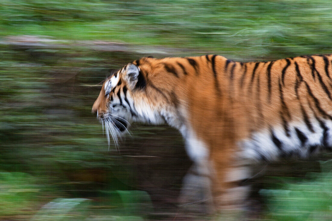running tiger