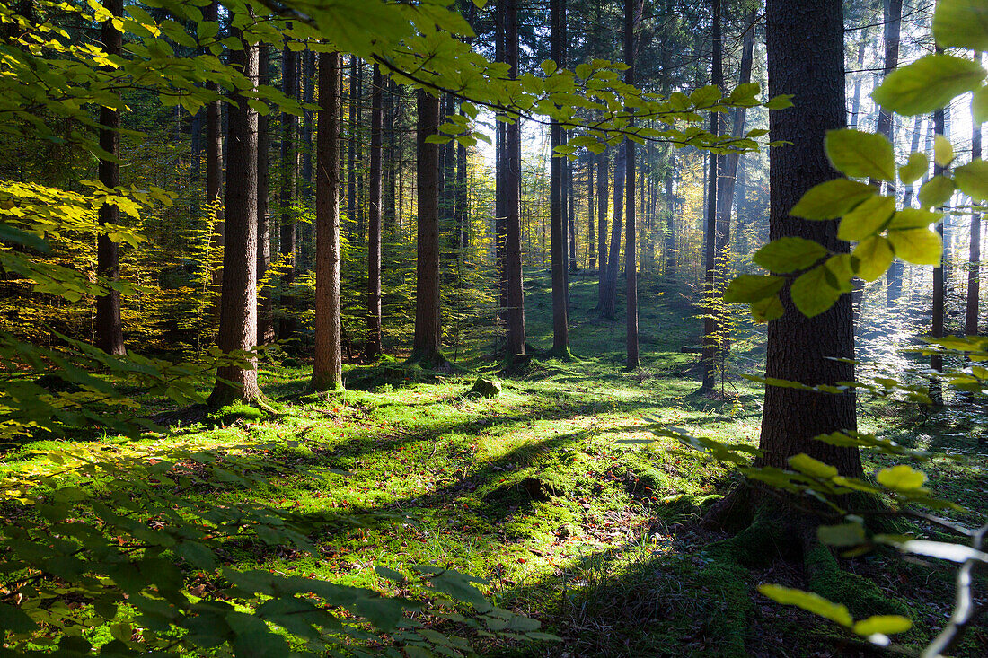 Mischwald, Oberbayern, Deutschland