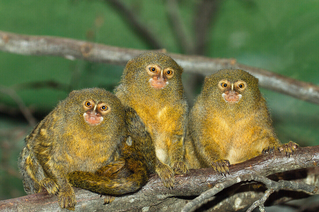 Pygmy marmosets, Callithrix pygmaea, Cebulla, rainforest, South America, captive