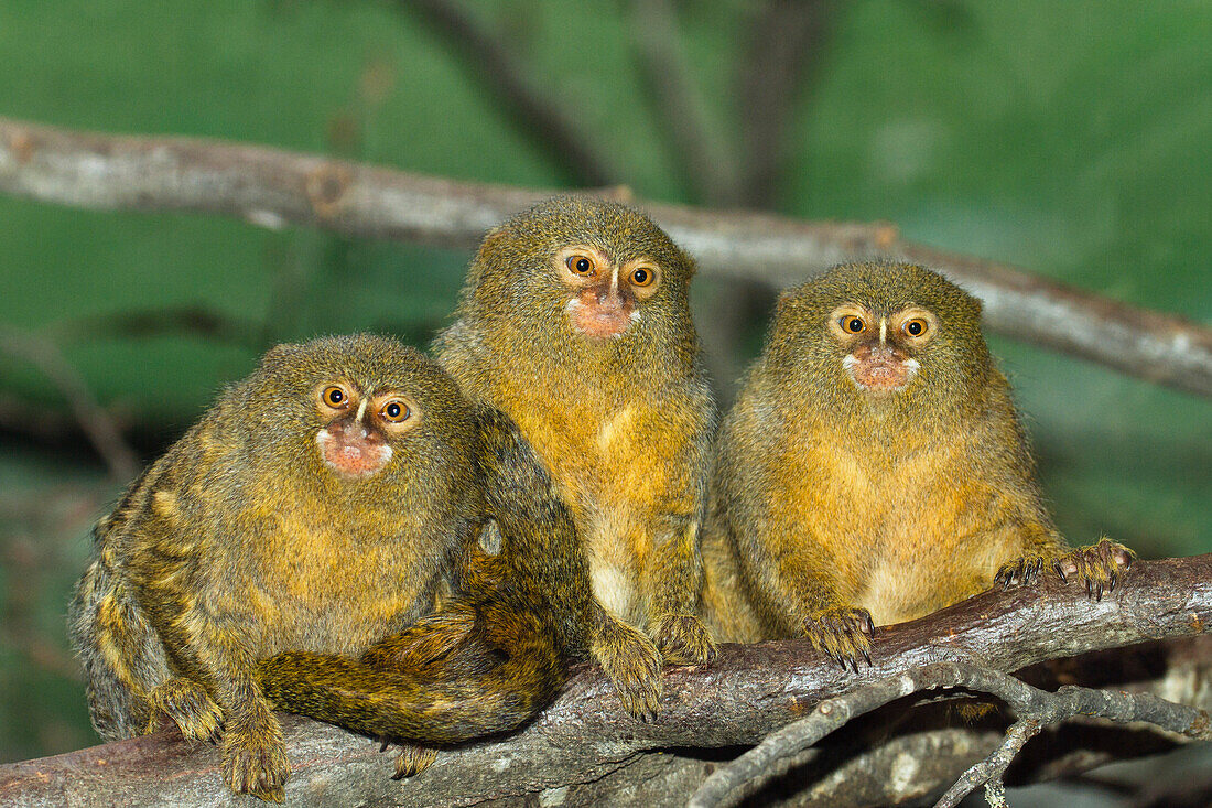 Pygmy marmosets, Callithrix pygmaea, … – License image – 70514938 ...