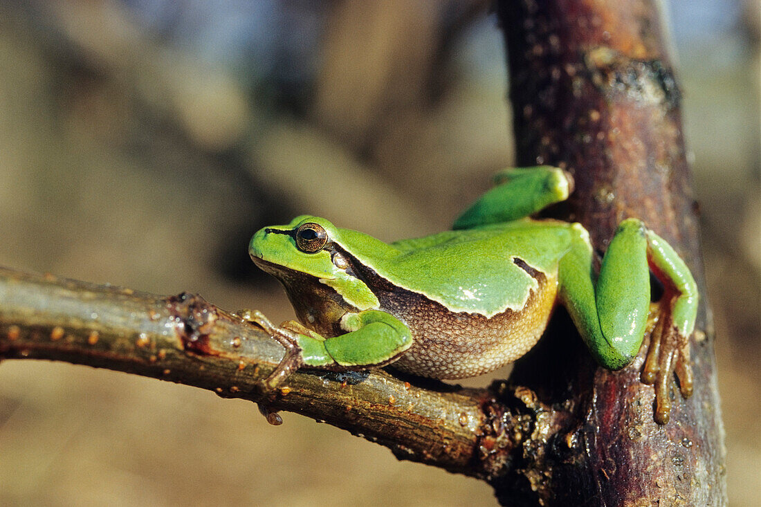 Laubfrosch, Hyla arborea, Burgenland, Österreich