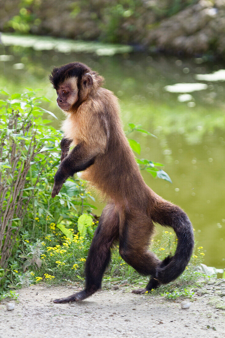 Capucin Monkey walking upright, Sapajus apella, Cebus apella, zoo, South America