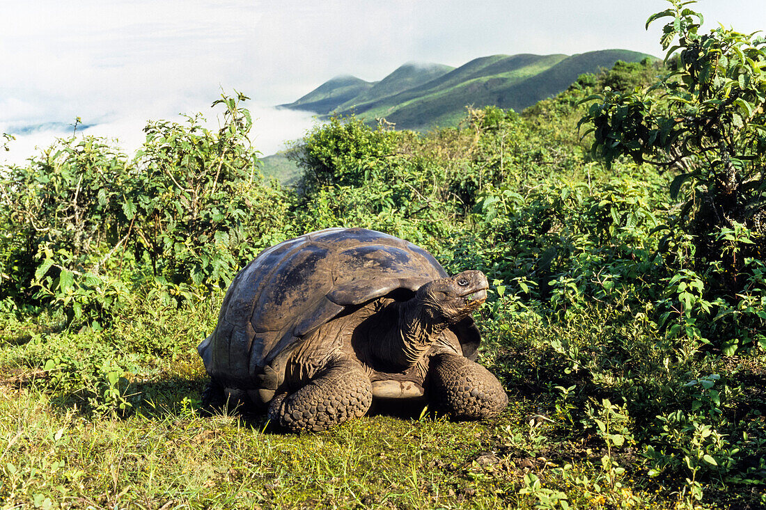 Galapagos Giant Tortoise on Alcedo Vulcano crater rim, Chelonoidis nigra, Isabela Island, Galapagos Islands, Ecuador, South America