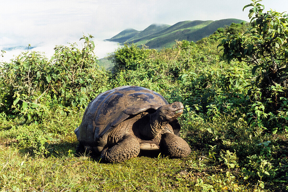 Galapagos-Riesenschildkröte auf dem Kraterrand des Vulkan Alcedo, Chelonoidis nigra, Insel Isabela, Galapagos Inseln, Ekuador