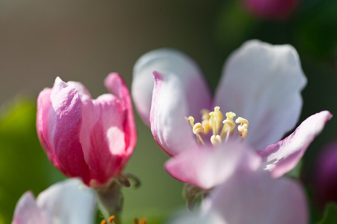 Apple Tree blossoms, Malus, spec. spring, Bavaria, Germany