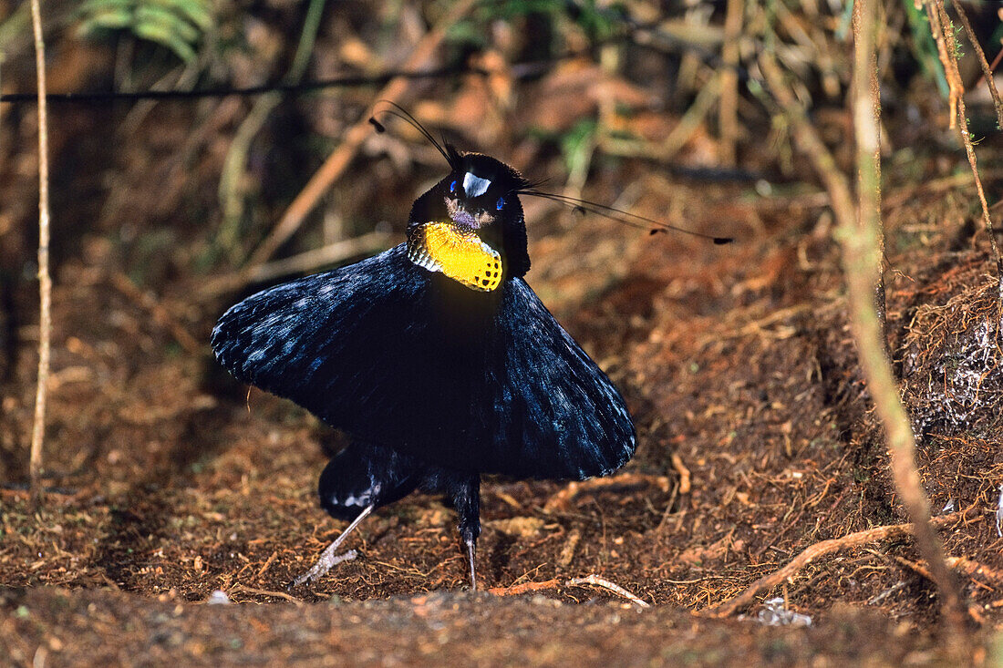 Western Parotia, male displaying, Parotia sefilata, Arfak Mountains, West Papua, New Guinea, Indonesia, Asia