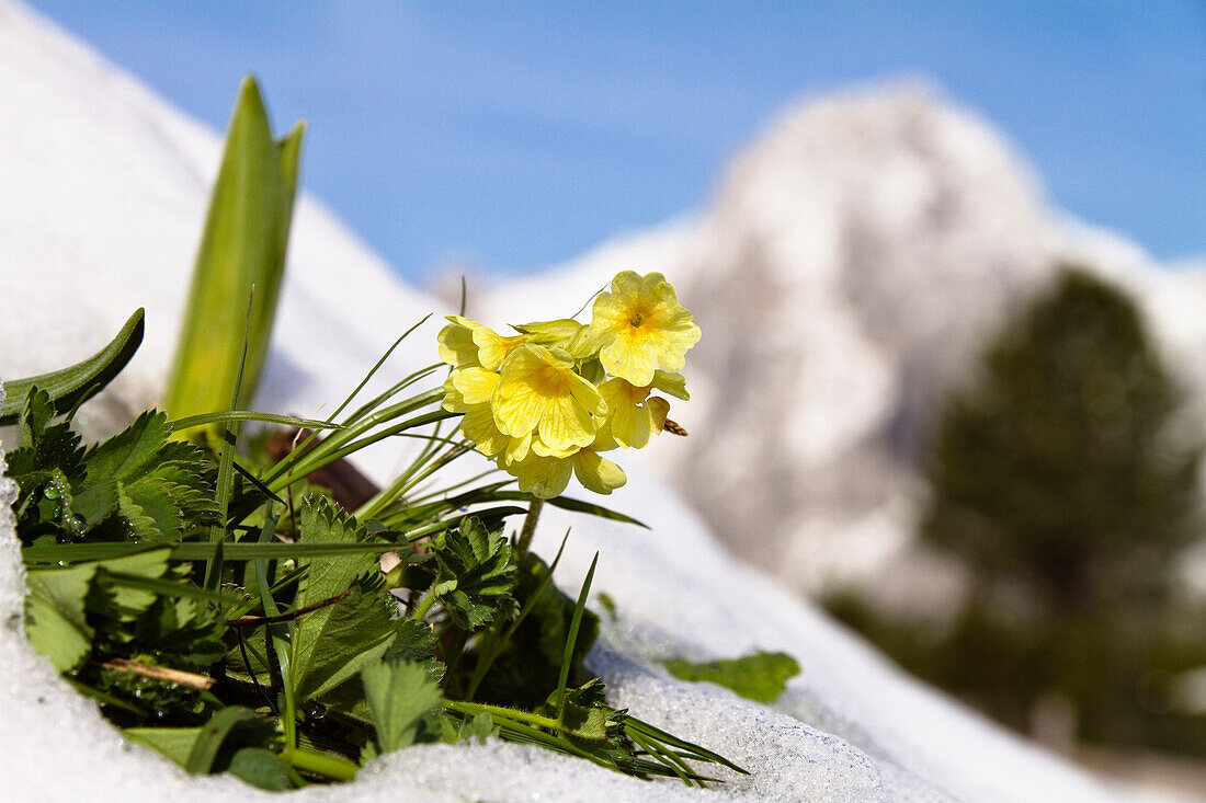 Hohe Schlüsselblume im Schnee, Wald-Schlüsselblume, Primel, Primula elatior, Alpen, Oberbayern, Deutschland