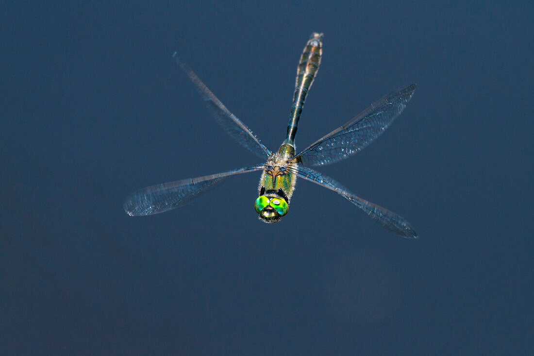 Gemeine Smaragdlibelle im Flug, Cordulia arena, Loisach-Kochelsee-Moos, Oberbayern, Deutschland, Europa