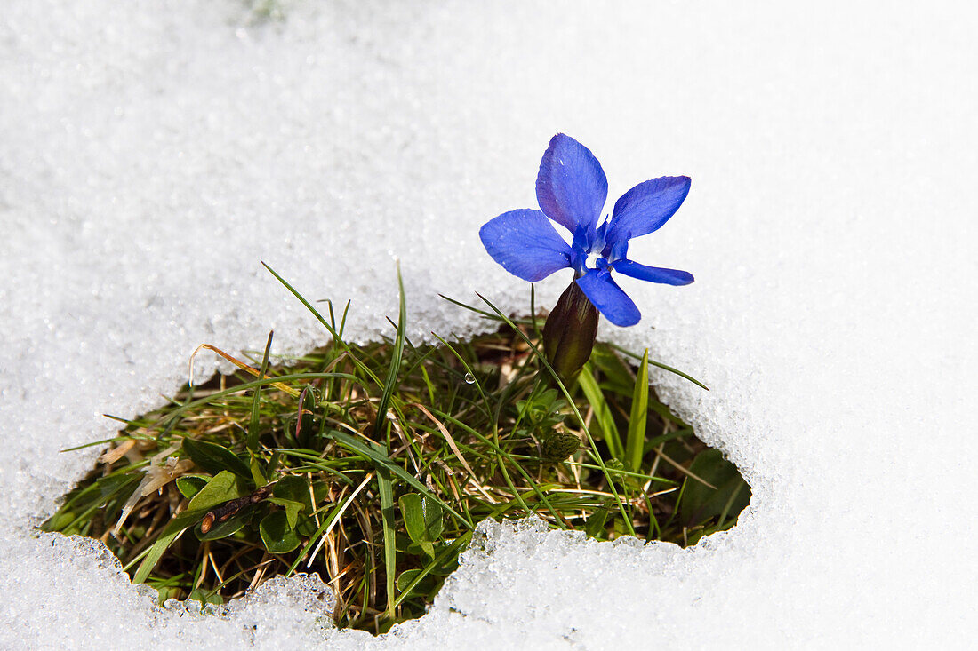 Frühlings-Enzian im Schnee, Gentiana verna, Oberbayern, Deutschland