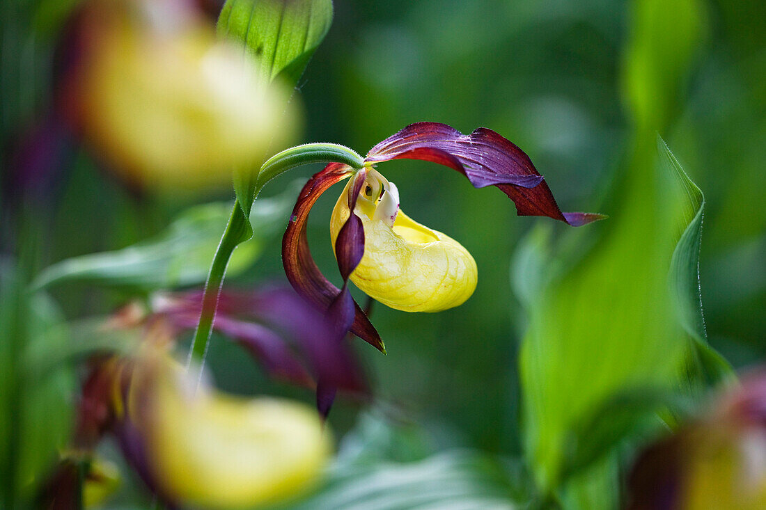 Ladyslipper, Cypripedium calceolus, Upper Bavaria, Germany