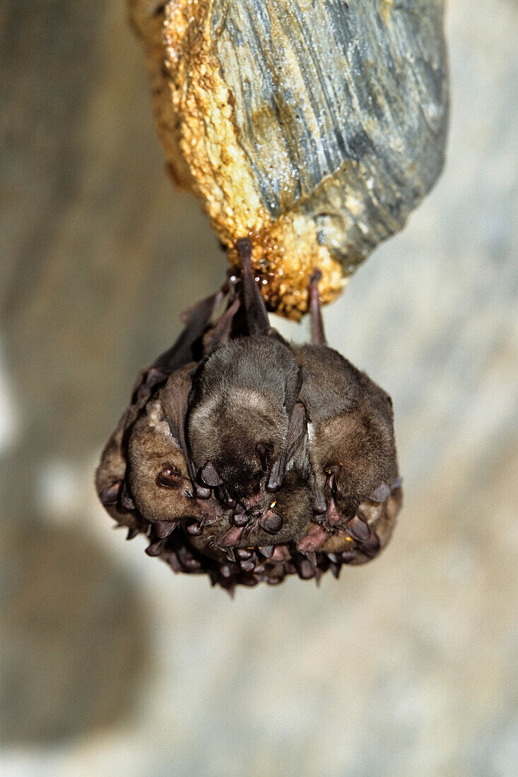 Fledermäuse schlafen in Aripo Höhlen, Asa Wright Nature Centre, Trinidad, West Indies, Südamerika