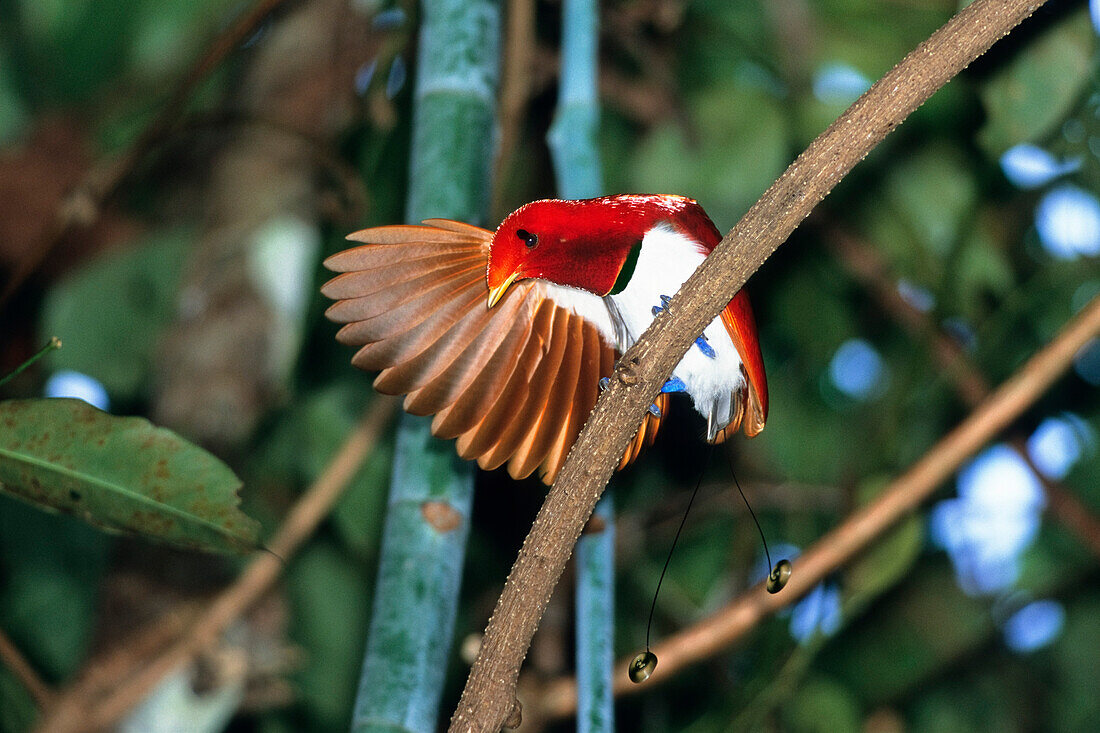 Königsparadiesvogel, Männchen balzt, Cicinnurus regius, West-Papua, Irian Jaya, Neuguinea, Indonesien