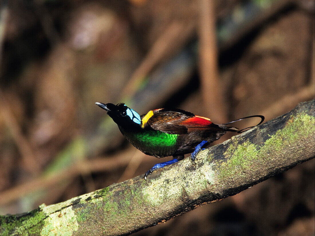 Wilson's Bird of Paradise male, Cicinnurus respublica, Batanta Island, West Papua, Newguinea, Indonesia