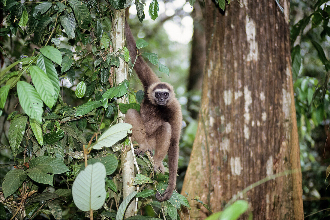 East Bornean Gray Gibbon in rainforest, Hylobates funereus, Sabah, Borneo, Malaysia