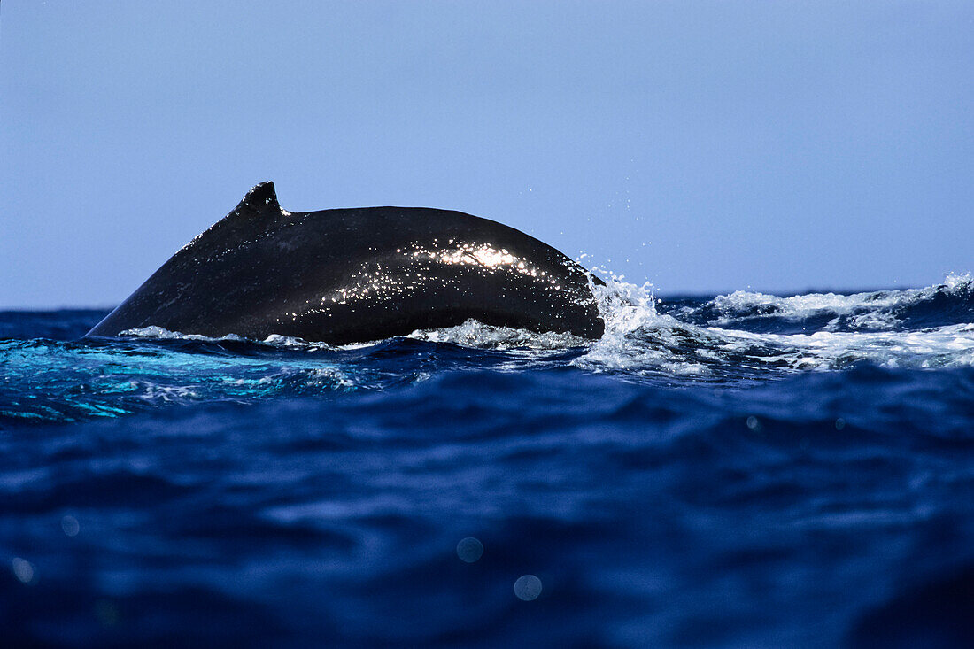 Rücken eines Wals im Meer