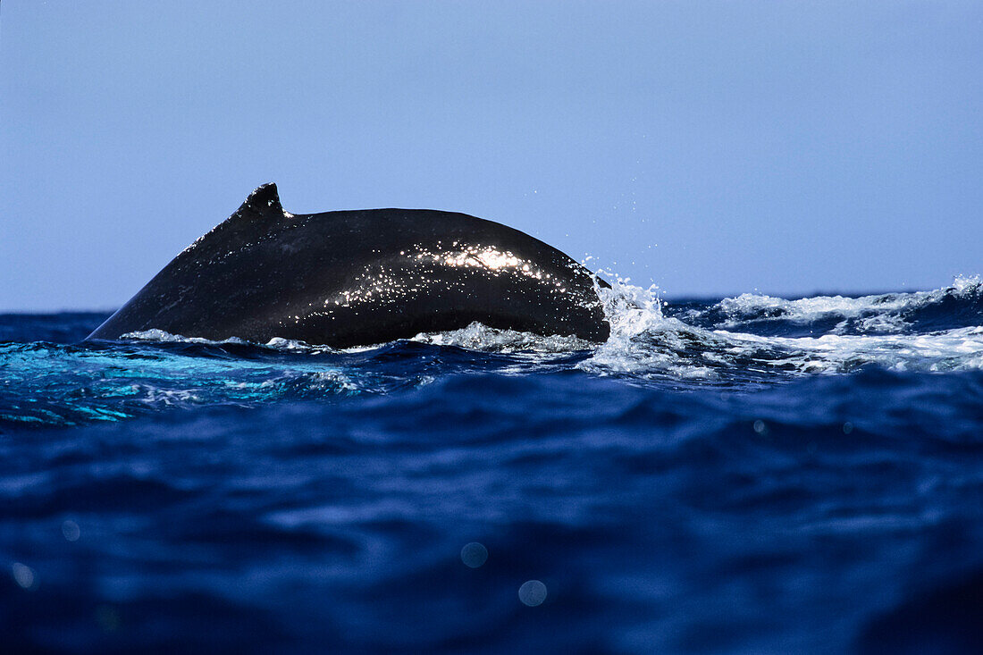 back of a wale in the sea