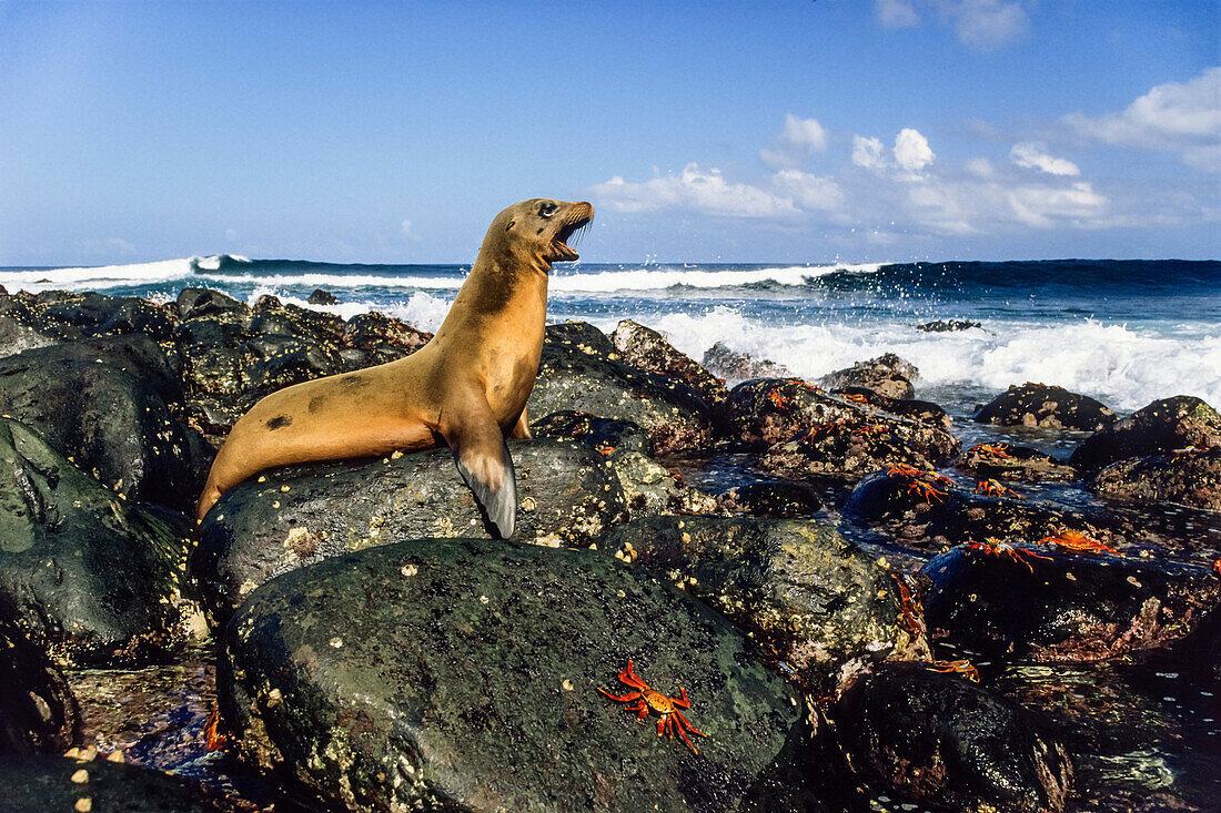 Galapagos-Seelöwe, Zalophus wollebaeki, Fernandina, Galapagos Inseln, Ekuador, Südamerika